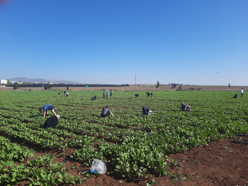 תלמידי בית הספר עמקים תבור בעבודה בשדה במושב פרזון.