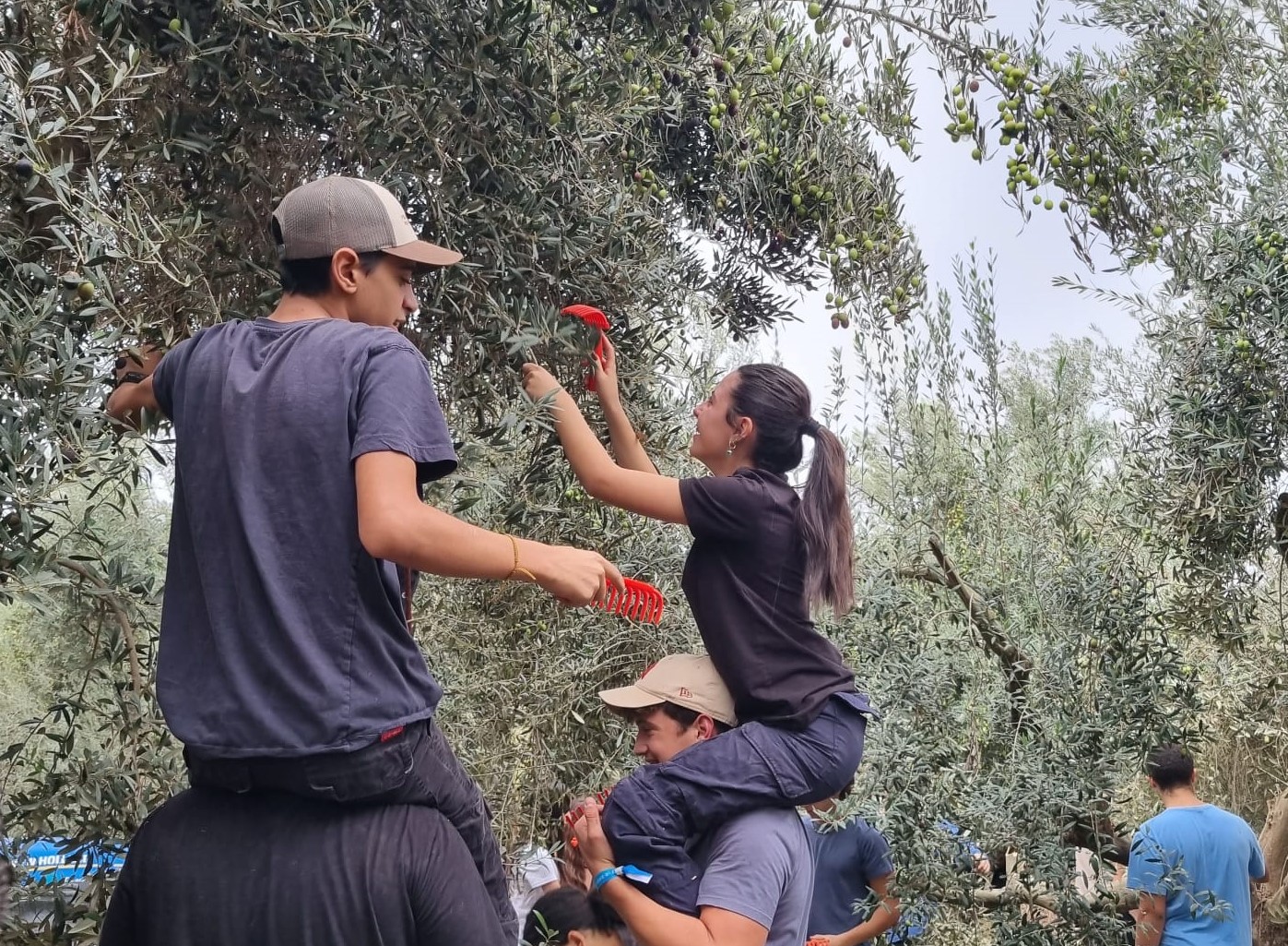 תלמידי בית הספר עמקים תבור במסיק זיתים. 